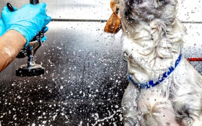 Rimedio naturale per lavare il cane in modo naturale